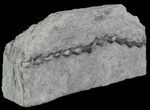 Archimedes Screw Bryozoan Fossil - Missouri #68675-1